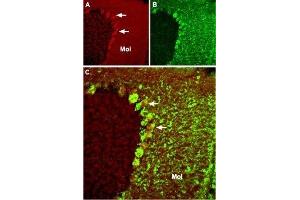 Immunohistochemistry (IHC) image for anti-Transient Receptor Potential Cation Channel, Subfamily C, Member 4 (TRPC4) (AA 943-958), (Intracellular) antibody (ABIN7043821)