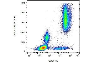 Surface staining of human peripheral blood cells with anti-human CD24 (SN3) PE. (CD24 抗体  (PE))