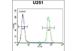 Flow cytometric analysis of U251 cells (right histogram) compared to a negative control cell (left histogram). (CXCR7 抗体  (C-Term))