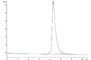 Size-exclusion chromatography-High Pressure Liquid Chromatography (SEC-HPLC) image for Matrix-Remodelling Associated 8 (MXRA8) (AA 20-340) protein (His tag) (ABIN7275303)