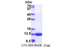 SDS-PAGE (SDS) image for CDC28 Protein Kinase Regulatory Subunit 1B (CKS1B) (AA 1-79) protein (His tag) (ABIN5853482) (CKS1 Protein (AA 1-79) (His tag))