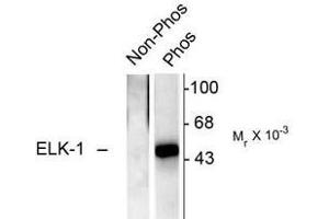 Image no. 2 for anti-ELK1, Member of ETS Oncogene Family (ELK1) (pSer383) antibody (ABIN221173) (ELK1 抗体  (pSer383))