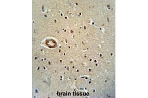 CWC22 antibody (N-term) immunohistochemistry analysis in formalin fixed and paraffin embedded human brain tissue followed by peroxidase conjugation of the secondary antibody and DAB staining. (CWC22 抗体  (N-Term))