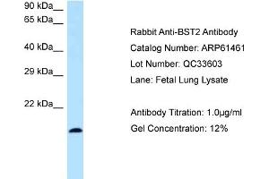 Western Blotting (WB) image for anti-Bone Marrow Stromal Cell Antigen 2 (BST2) (N-Term) antibody (ABIN2788812) (BST2 抗体  (N-Term))
