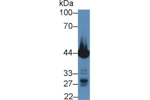 Detection of TNNT2 in Mouse Heart lysate using Polyclonal Antibody to Troponin T Type 2, Cardiac (TNNT2)