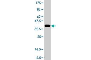 Western Blot detection against Immunogen (37. (ALDH1L1 抗体  (AA 803-902))