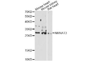 Western blot analysis of extracts of various cell lines, using NMNAT3 antibody (ABIN6290676) at 1:3000 dilution. (NMNAT3 抗体)