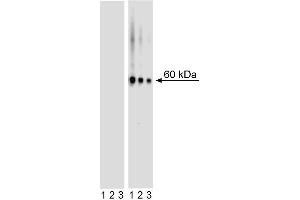 Western blot analysis of AKT (pS473) in mouse embryonic fibroblasts. (AKT1 抗体  (pSer473))