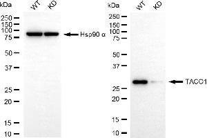 Western blotting analysis using TACO1 antibody (ABIN7798113). (TACO1 抗体)