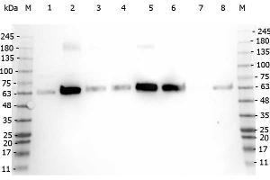 Western Blot of Rabbit anti-PDCD antibody. (PDCD4 抗体  (C-Term))