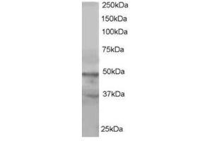 Image no. 1 for anti-Actin-Like 6A (BAF53A) (C-Term) antibody (ABIN374427) (BAF53A 抗体  (C-Term))