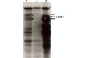 Image no. 1 for anti-MLF1 Interacting Protein (MLF1IP) (C-Term) antibody (ABIN401439) (MLF1IP 抗体  (C-Term))