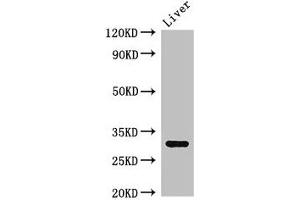 Western Blot Positive WB detected in: Mouse liver tissue All lanes: ENDOG antibody at 2. (Endonuclease G 抗体  (AA 49-297))