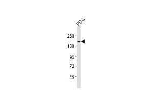 Anti-ITGA3 Antibody (C-term)at 1:2000 dilution + PC-3 whole cell lysates Lysates/proteins at 20 μg per lane. (ITGA3 抗体  (C-Term))