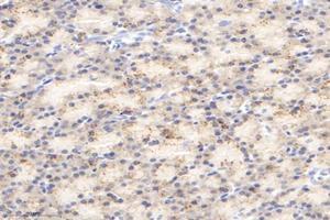 Immunohistochemistry analysis of paraffin-embedded rat pancreas using,IVD (ABIN7074382) at dilution of 1: 2800