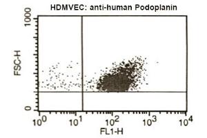FACS analysis of Podoplanin in human microvascular endothelial cells using antibody ABIN115146. (Podoplanin 抗体)