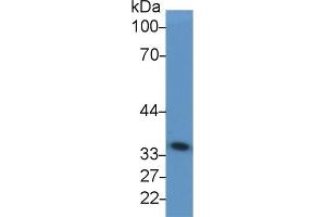 Western Blotting (WB) image for anti-Glyceraldehyde-3-Phosphate Dehydrogenase (GAPDH) (AA 2-148) antibody (ABIN7428953)