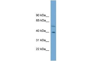 WB Suggested Anti-CLUAP1  Antibody Titration: 0. (CLUAP1 抗体  (C-Term))