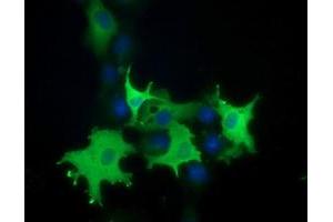 Anti-PIK3AP1 mouse monoclonal antibody (ABIN2453457) immunofluorescent staining of COS7 cells transiently transfected by pCMV6-ENTRY PIK3AP1 (RC214125). (PIK3AP1 抗体)