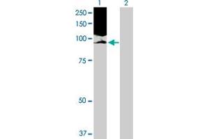 Western Blot analysis of NOLC1 expression in transfected 293T cell line by NOLC1 MaxPab polyclonal antibody. (NOLC1 抗体  (AA 1-700))