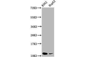 Western Blot Positive WB detected in: K562 whole cell lysate, HepG2 whole cell lysate All lanes: SNRPE antibody at 5.