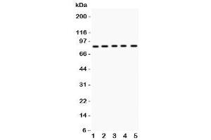 Western blot testing of MCAK antibody and Lane 1:  mouse testis (KIF2C 抗体  (AA 531-725))