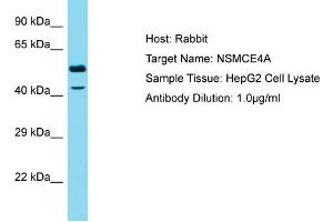 Host: Rabbit Target Name: NSMCE4A Sample Type: HepG2 Whole Cell lysates Antibody Dilution: 1. (NSMCE4A 抗体  (C-Term))