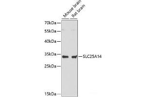 Western blot analysis of extracts of various cell lines using SLC25A14 Polyclonal Antibody at dilution of 1:3000. (SLC25A14 抗体)
