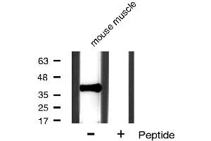 Western blot analysis of IkappaB-alpha expression in mouse muscle tissue lysates,The lane on the right is treated with the antigen-specific peptide. (NFKBIA 抗体  (N-Term))