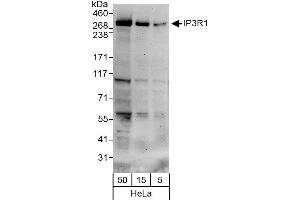 Western Blotting (WB) image for anti-Inositol 1,4,5-Trisphosphate Receptor, Type 1 (ITPR1) (AA 1025-1050) antibody (ABIN7451817)