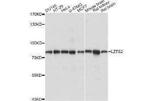 Western blot analysis of extracts of various cell lines, using LZTS2 antibody (ABIN6291682) at 1:1000 dilution. (LZTS2 抗体)