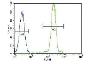 LPL antibody flow cytometric analysis of HeLa cells (green) compared to a negative control (blue). (Lipoprotein Lipase 抗体  (AA 300-327))