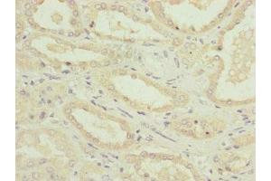 Immunohistochemistry of paraffin-embedded human kidney tissue using ABIN7160891 at dilution of 1:100 (NDUFA12 抗体  (AA 1-145))