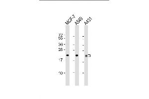 Lane 1: MCF-7 Cell lysates, Lane 2: A549 Cell lysates, Lane 3: A431 Cell lysates, probed with RAB13 (3250CT845. (RAB13 抗体)