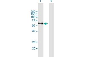 Western Blot analysis of CD33 expression in transfected 293T cell line by CD33 MaxPab polyclonal antibody. (CD33 抗体  (AA 1-364))