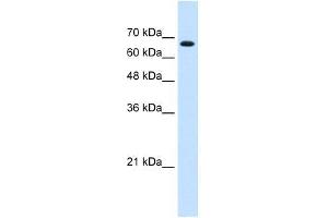 ZNF564 antibody used at 0. (ZNF564 抗体  (C-Term))