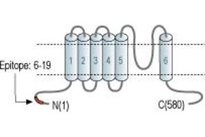 Mucolipin 1 (MCOLN1) peptide