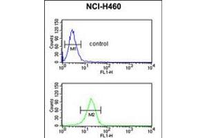 Flow cytometric analysis of NCI-H460 cells (bottom histogram) compared to a negative control cell (top histogram). (FKBP10 抗体  (N-Term))