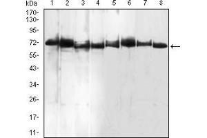 Western Blotting (WB) image for anti-Bone Morphogenetic Protein 7 (BMP7) (AA 239-431) antibody (ABIN5858817) (BMP7 抗体  (AA 239-431))