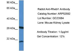 Western Blotting (WB) image for anti-Ras Homolog Enriched in Brain Like 1 (RHEBL1) (N-Term) antibody (ABIN2785045) (RHEBL1 抗体  (N-Term))