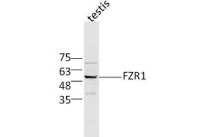Mouse testis lysates probed with Rabbit Anti-FZR1/CDC20C Polyclonal Antibody, Unconjugated  at 1:500 for 90 min at 37˚C. (FZR1 抗体  (AA 141-240))