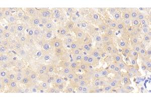 Immunohistochemistry (IHC) image for anti-Histidine-Rich Glycoprotein (HRG) (AA 106-302) antibody (ABIN7440872)