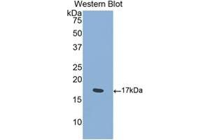 Western Blotting (WB) image for anti-Sema Domain, Immunoglobulin Domain (Ig), Transmembrane Domain (TM) and Short Cytoplasmic Domain, (Semaphorin) 4D (SEMA4D) (AA 502-636) antibody (ABIN7439237)