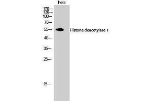 Western Blotting (WB) image for anti-Histone Deacetylase 1 (HDAC1) (C-Term) antibody (ABIN3185014) (HDAC1 抗体  (C-Term))