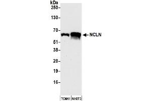 Western Blotting (WB) image for anti-Nicalin (NCLN) (AA 375-425) antibody (ABIN7452589) (Nicalin 抗体  (AA 375-425))