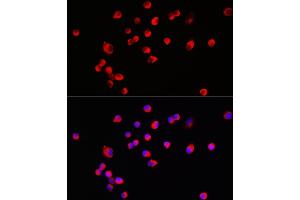 Immunofluorescence analysis of SH-SY5Y cells using HRH3 Rabbit pAb (ABIN7267662) at dilution of 1:100 (40x lens). (HRH3 抗体  (AA 250-350))