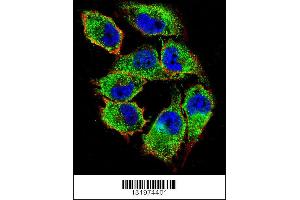 Confocal immunofluorescent analysis of NKD2 Antibody with A375 cell followed by Alexa Fluor 488-conjugated goat anti-rabbit lgG (green). (NKD2 抗体  (C-Term))