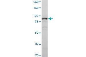 NLGN1 polyclonal antibody (A01), Lot # UTO6060209QCS1.