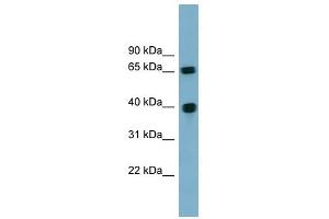 Cyclin J antibody used at 1 ug/ml to detect target protein. (Cyclin J 抗体  (N-Term))