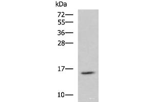 Western blot analysis of Jurkat cell lysate using H2AFJ Polyclonal Antibody at dilution of 1:800 (H2AFJ 抗体)